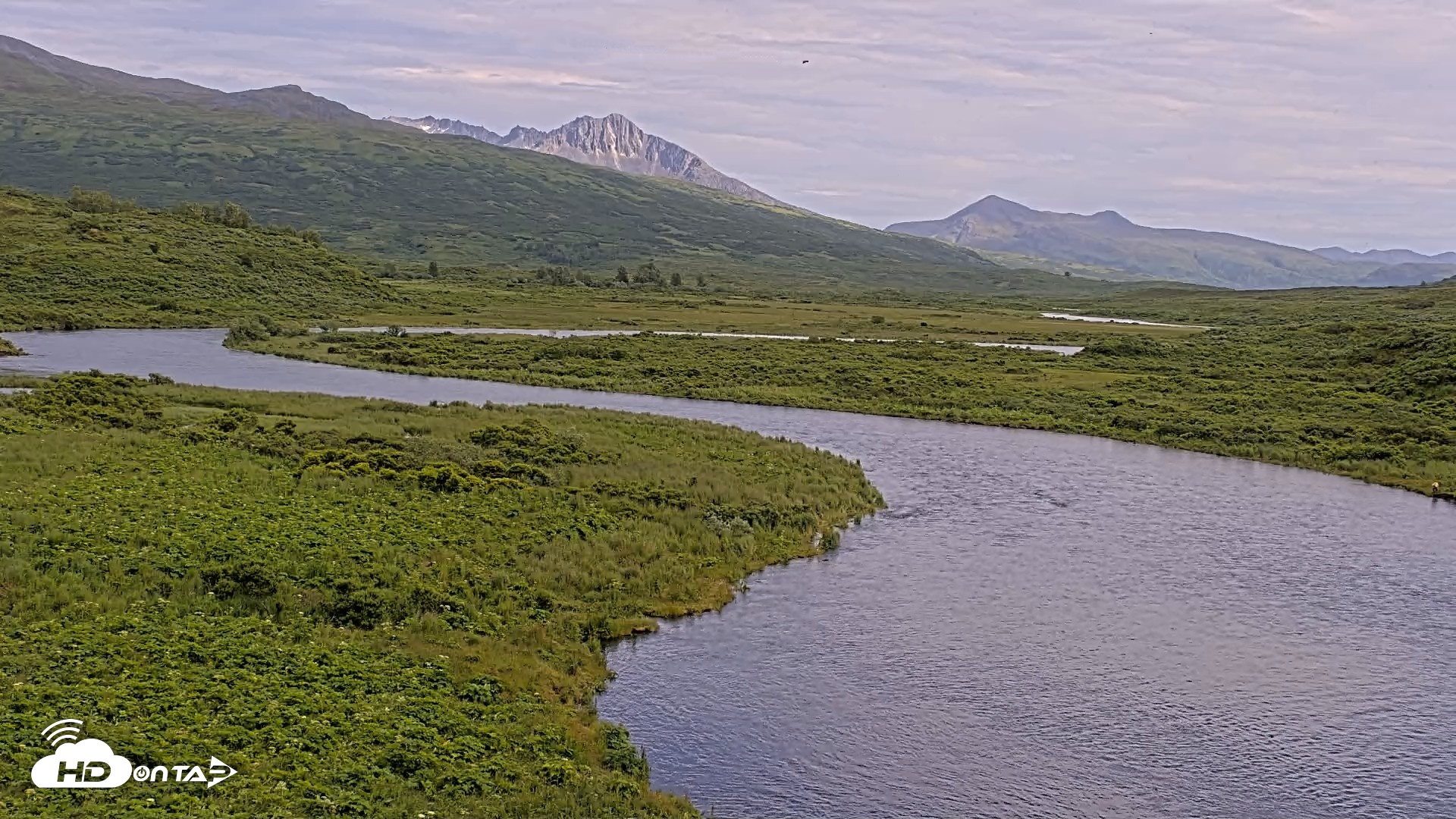 Snapshot of Kodiak Alaska Brown Bears Live Webcam taken Jul 25, 2026, 5:38pm AKDT