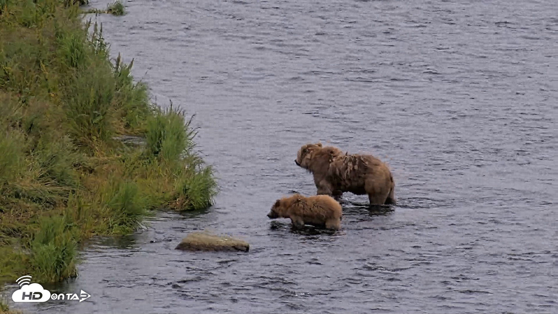 Snapshot of Kodiak Alaska Brown Bears Live Webcam taken Aug 7, 2026, 3:55pm AKDT