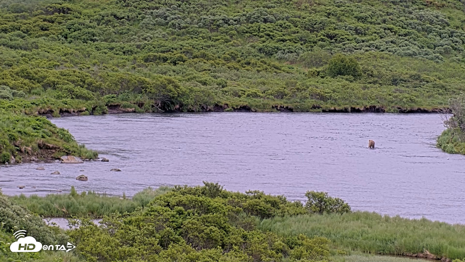 Snapshot of Kodiak Alaska Brown Bears Live Webcam taken Jul 12, 2026, 2:41pm AKDT