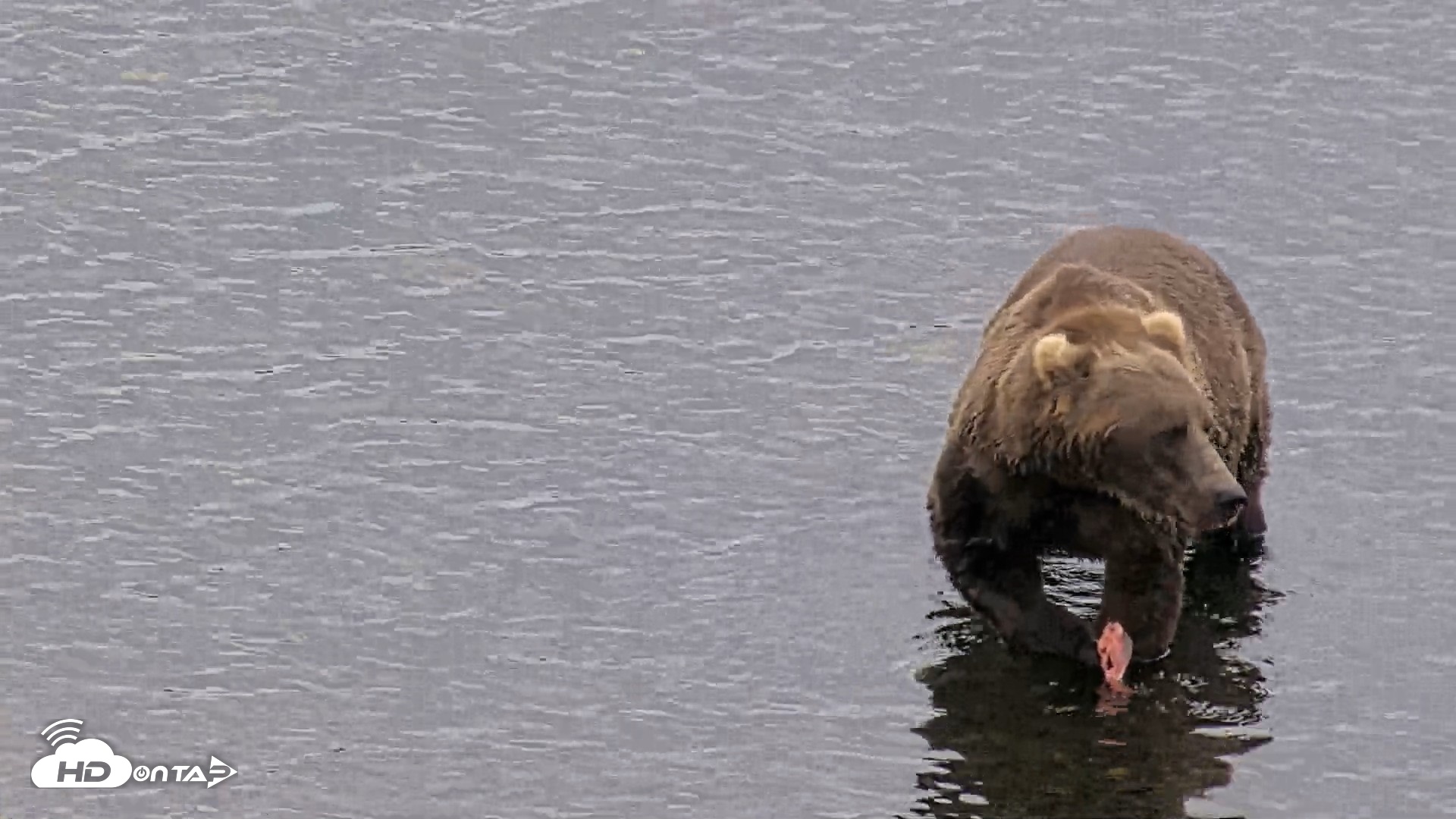 Snapshot of Kodiak Alaska Brown Bears Live Webcam taken Aug 10, 2026, 6:02pm AKDT