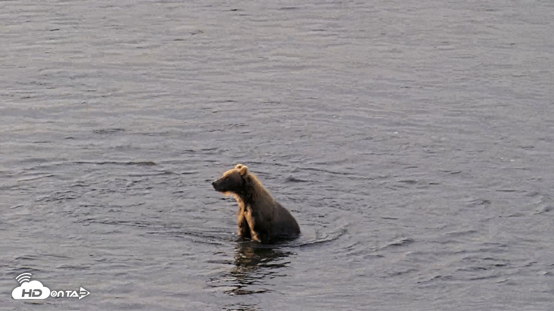 Snapshot of Kodiak Alaska Brown Bears Live Webcam taken Aug 18, 2026, 9:25am AKDT