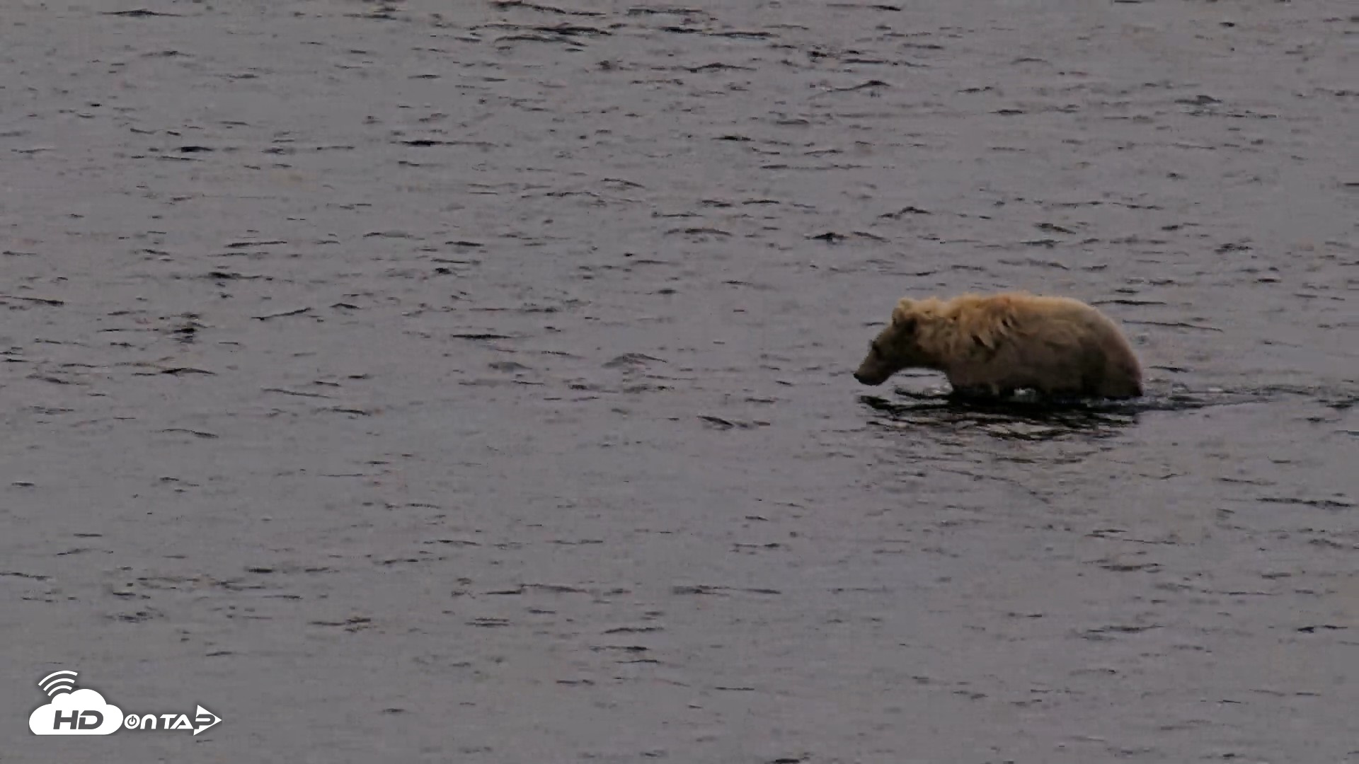 Snapshot of Kodiak Alaska Brown Bears Live Webcam taken Aug 6, 2026, 7:28am AKDT