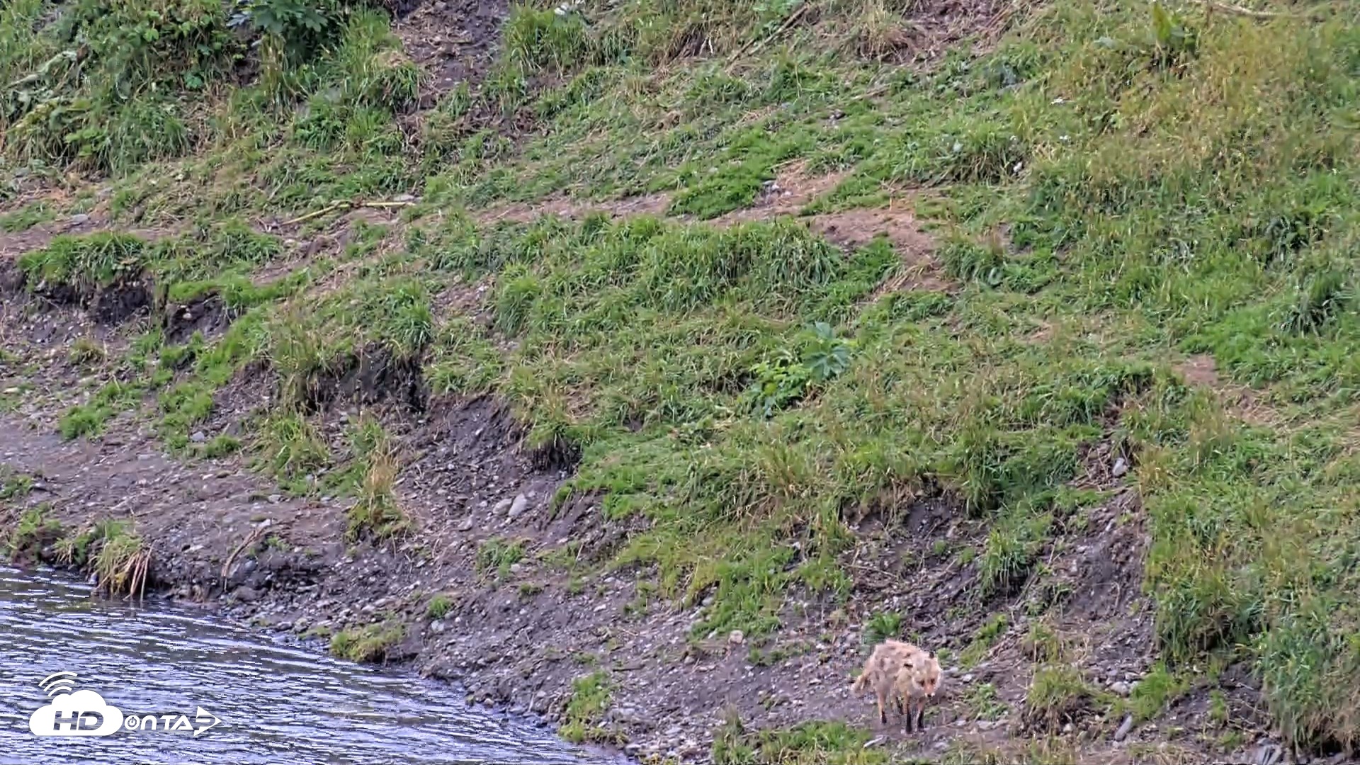Snapshot of Kodiak Alaska Brown Bears Live Webcam taken Aug 18, 2026, 4:27pm AKDT