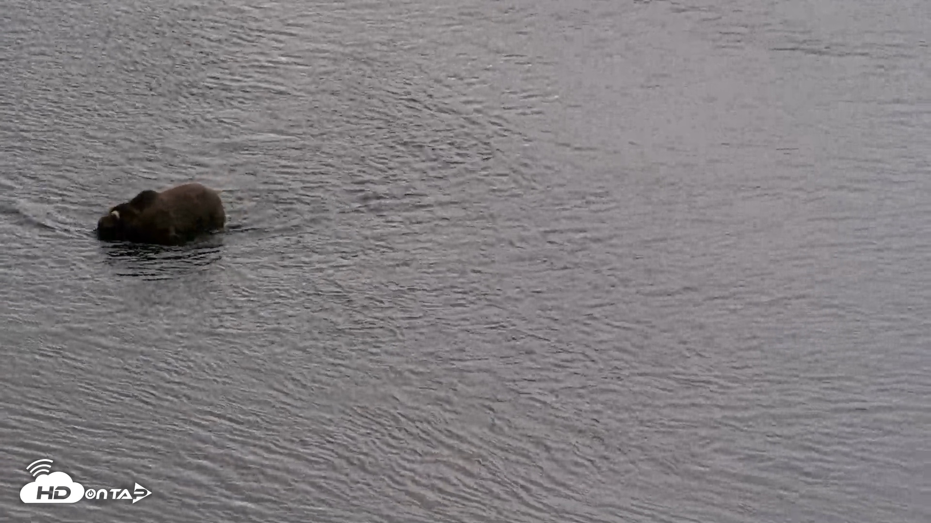 Snapshot of Kodiak Alaska Brown Bears Live Webcam taken Aug 20, 2026, 5:43pm AKDT