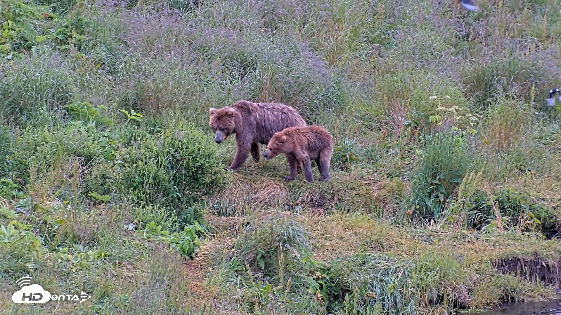 Snapshot of Kodiak Alaska Brown Bears Live Webcam taken Aug 2, 2026, 8:58am AKDT