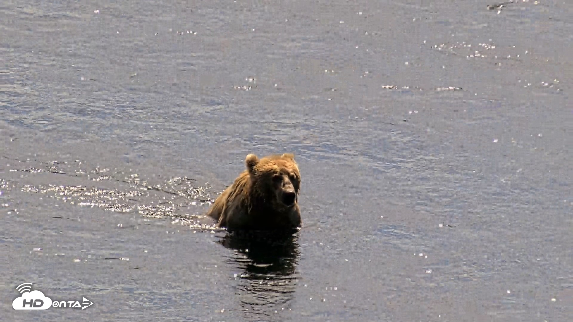 Snapshot of Kodiak Alaska Brown Bears Live Webcam taken Jul 31, 2026, 1:47pm AKDT