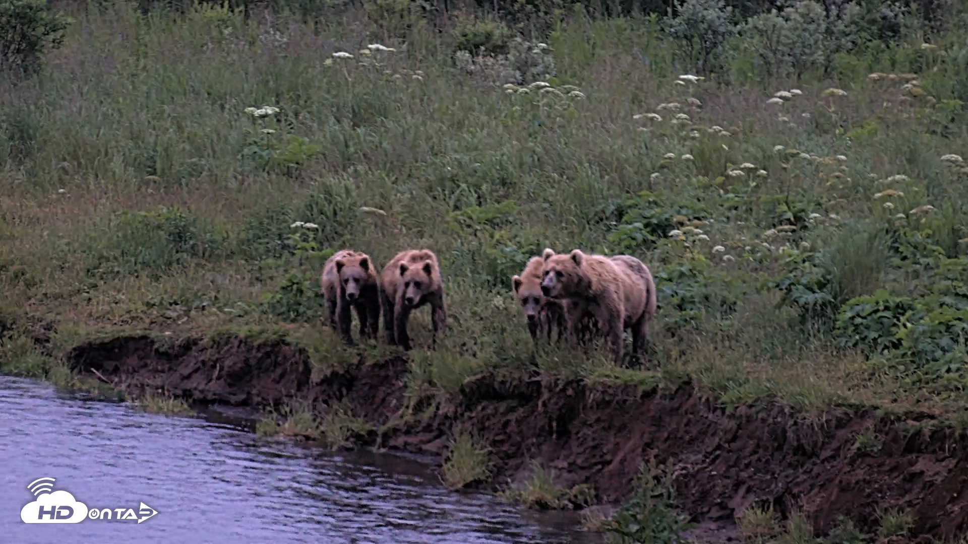 Snapshot of Kodiak Alaska Brown Bears Live Webcam taken Jul 31, 2026, 10:40pm AKDT