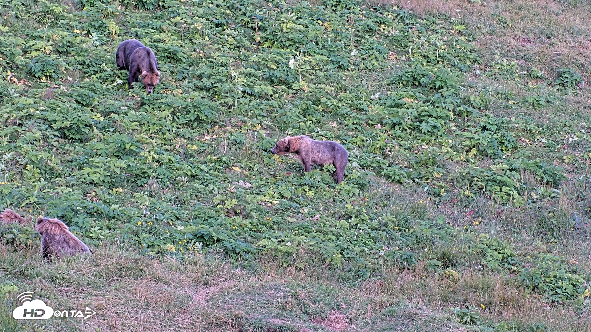 Snapshot of Kodiak Alaska Brown Bears Live Webcam taken Aug 11, 2026, 8:10pm AKDT