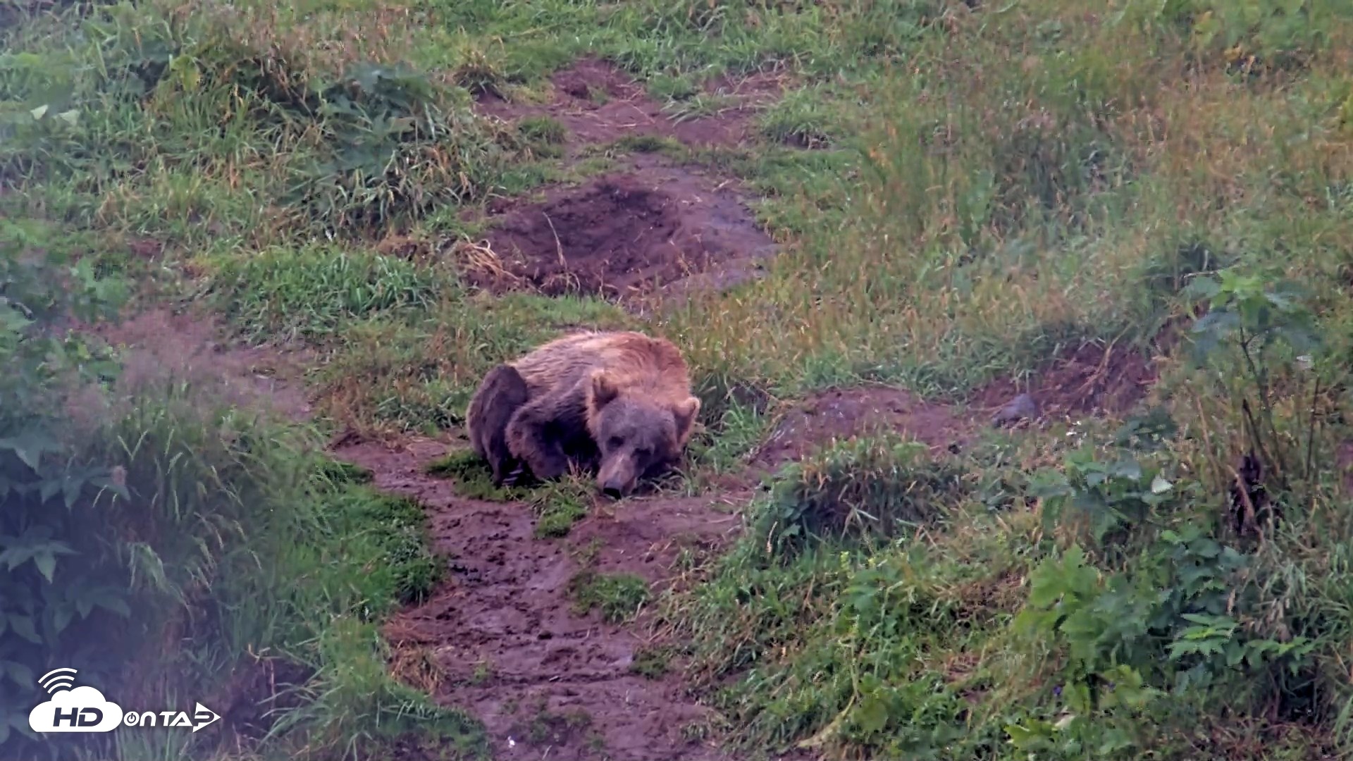 Snapshot of Kodiak Alaska Brown Bears Live Webcam taken Aug 13, 2026, 5:58pm AKDT