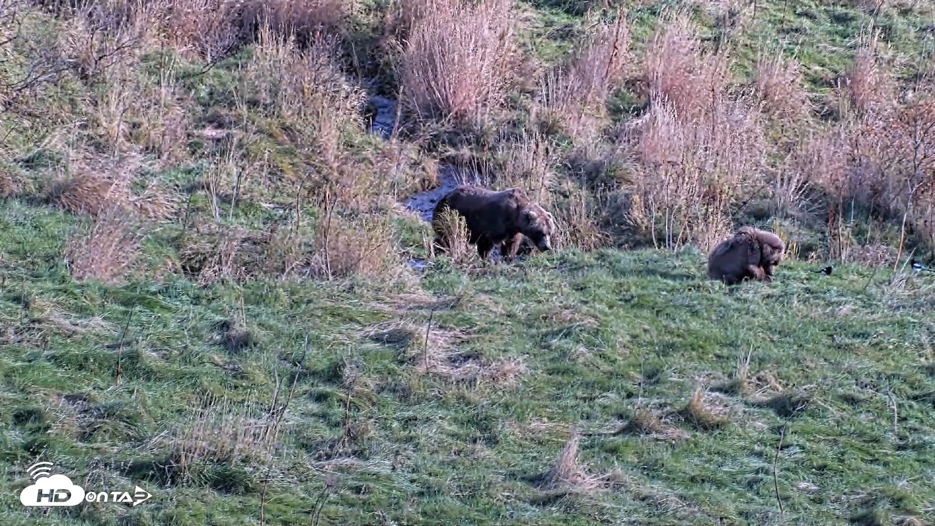 Snapshot of Kodiak Alaska Brown Bears Live Webcam taken Oct 21, 2026, 3:13pm AKDT