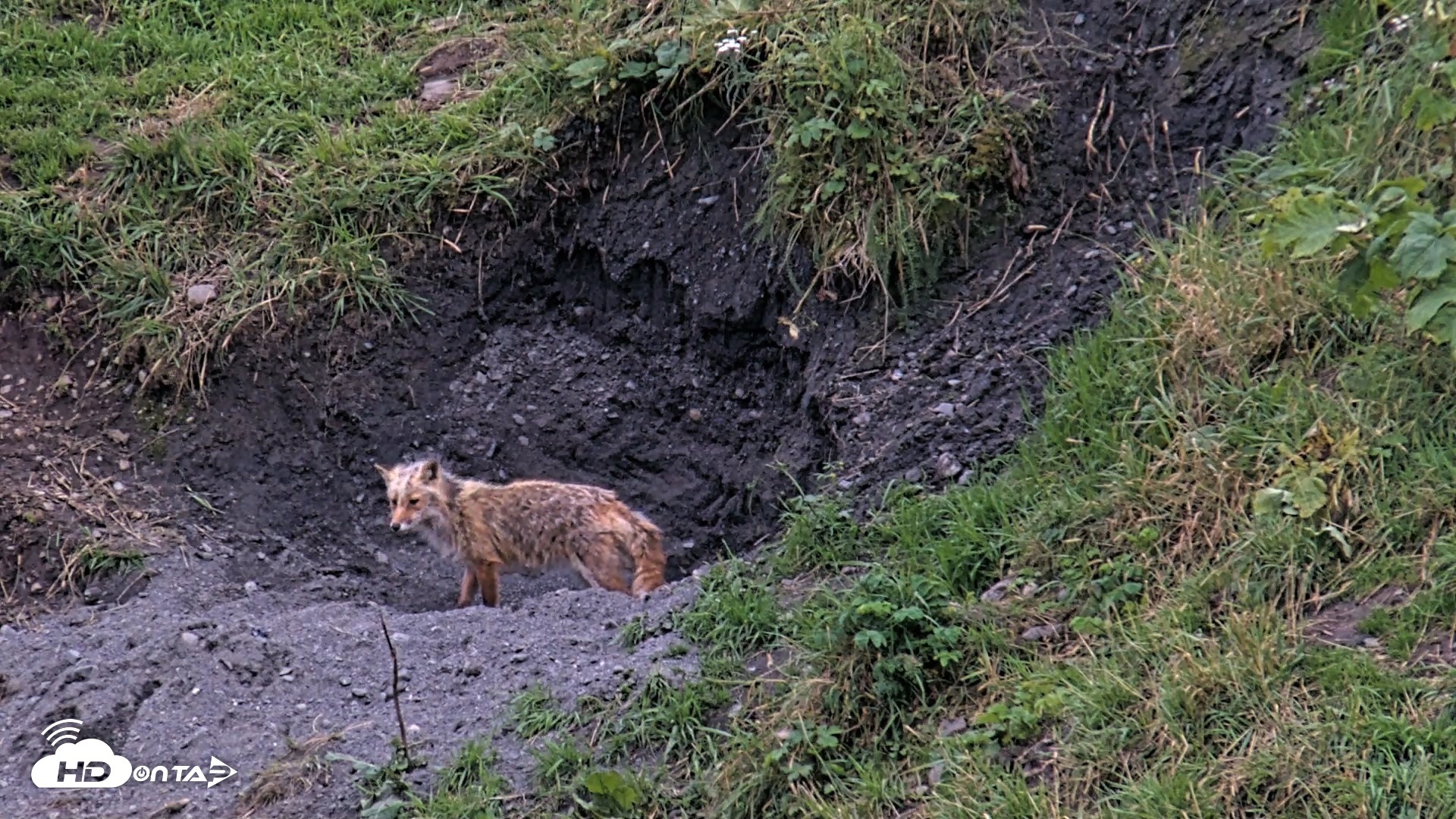 Snapshot of Kodiak Alaska Brown Bears Live Webcam taken Aug 21, 2026, 8:53pm AKDT