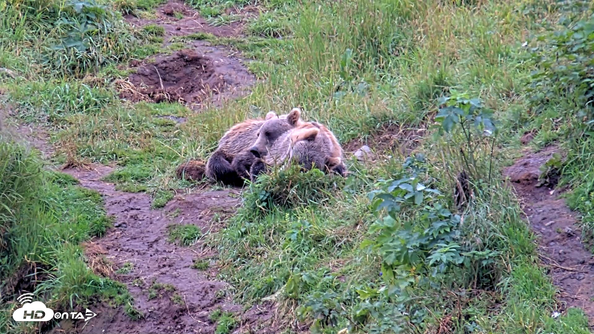 Snapshot of Kodiak Alaska Brown Bears Live Webcam taken Aug 13, 2026, 11:49am AKDT