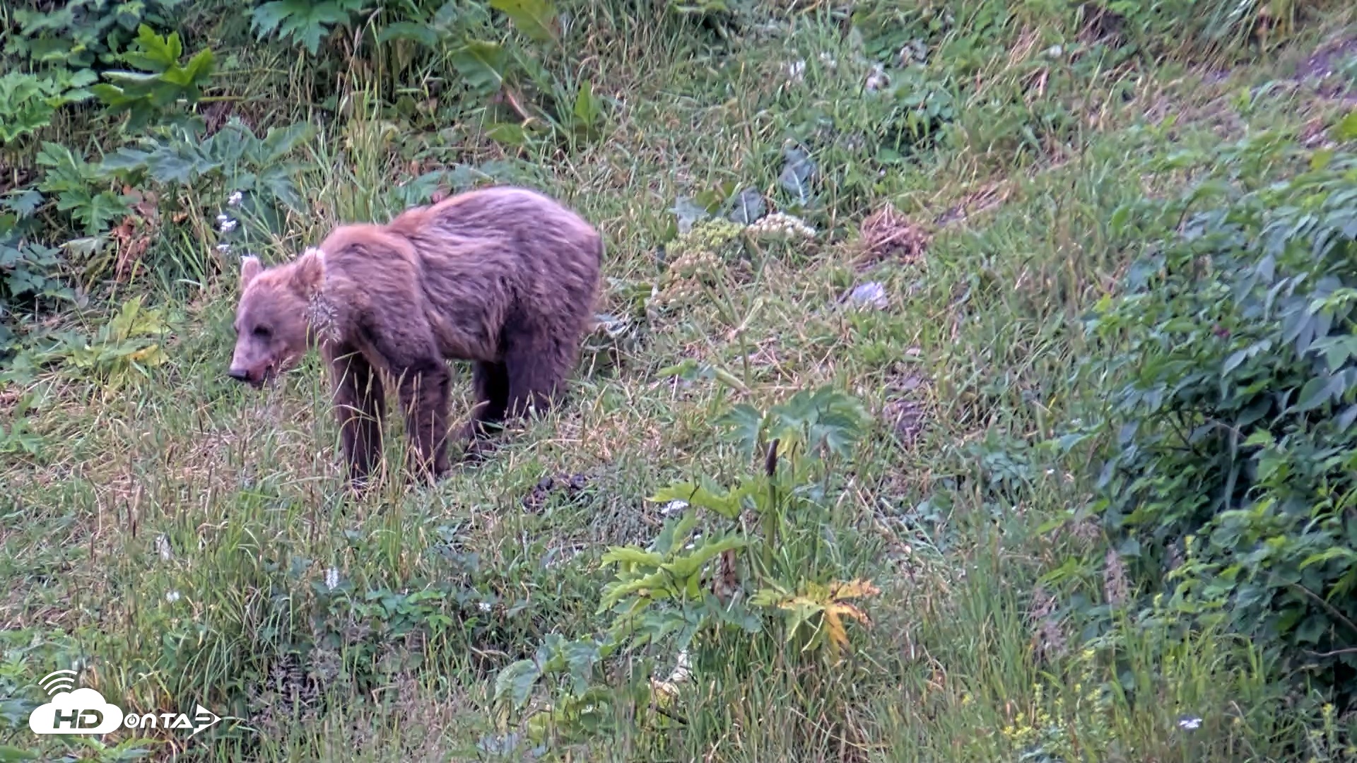 Snapshot of Kodiak Alaska Brown Bears Live Webcam taken Aug 4, 2026, 9:05pm AKDT