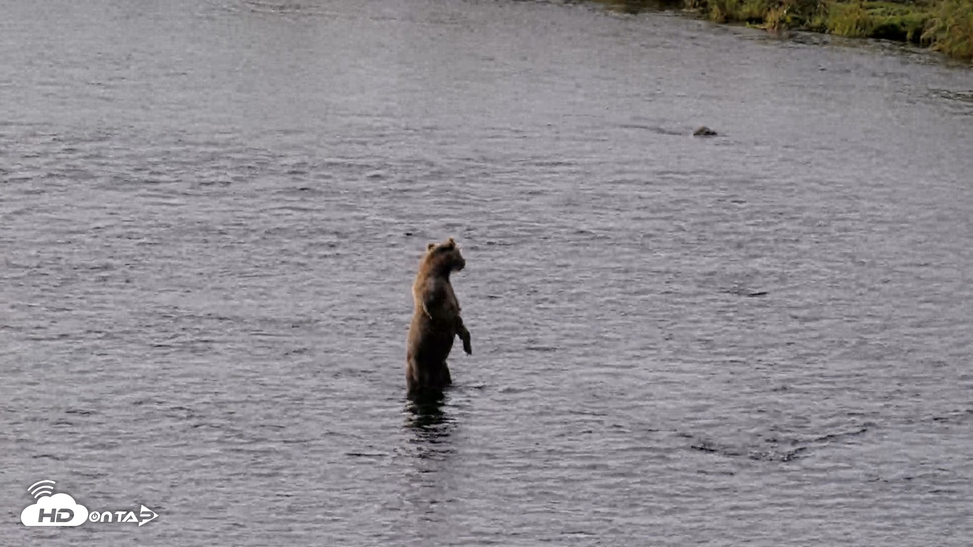 Snapshot of Kodiak Alaska Brown Bears Live Webcam taken Aug 18, 2026, 9:51am AKDT