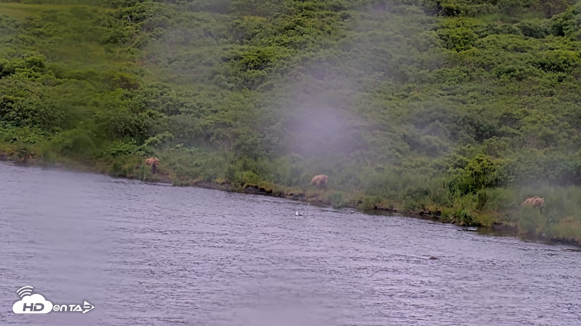 Snapshot of Kodiak Alaska Brown Bears Live Webcam taken Jul 13, 2026, 9:23pm AKDT