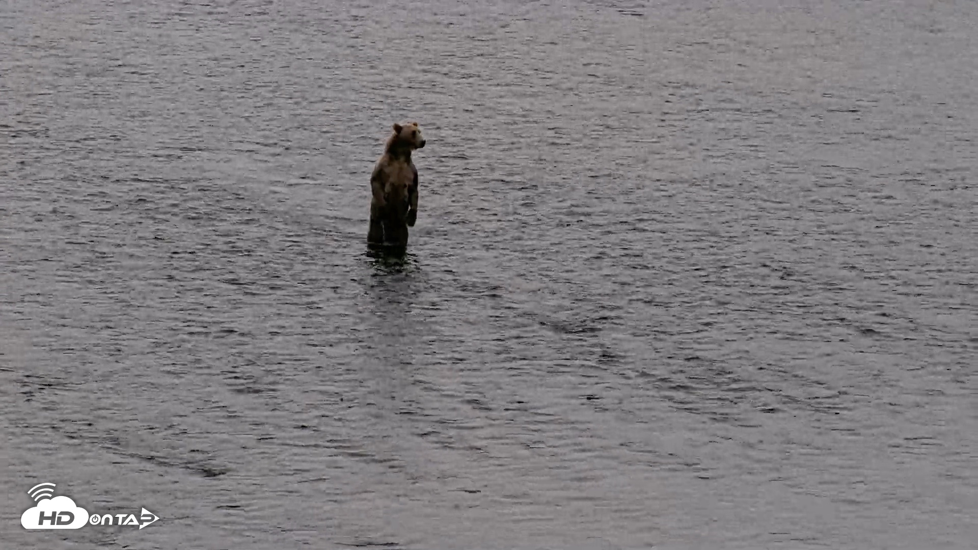 Snapshot of Kodiak Alaska Brown Bears Live Webcam taken Aug 18, 2026, 7:28am AKDT