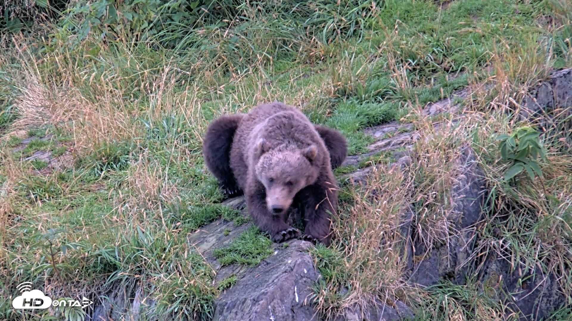 Snapshot of Kodiak Alaska Brown Bears Live Webcam taken Aug 21, 2026, 7:22am AKDT