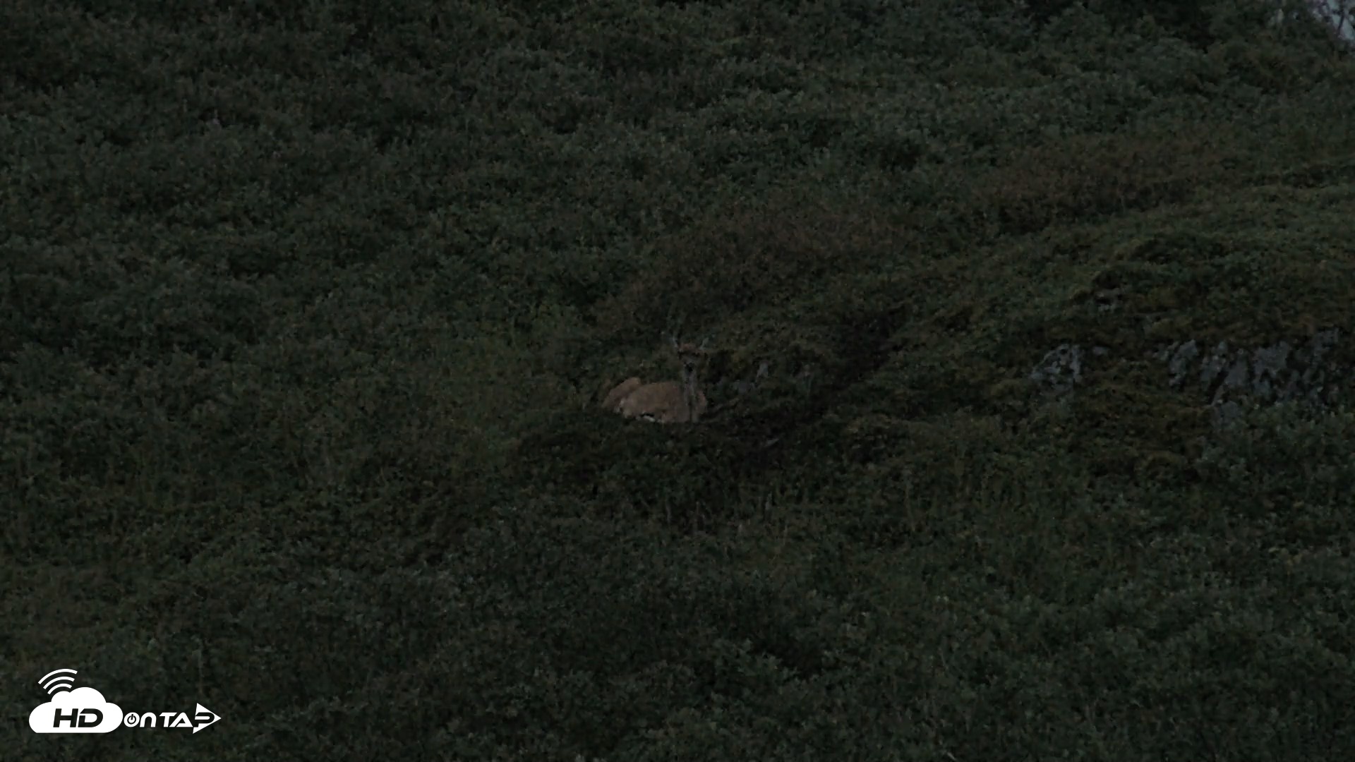 Snapshot of Kodiak Alaska Brown Bears Live Webcam taken Aug 19, 2026, 10:01pm AKDT