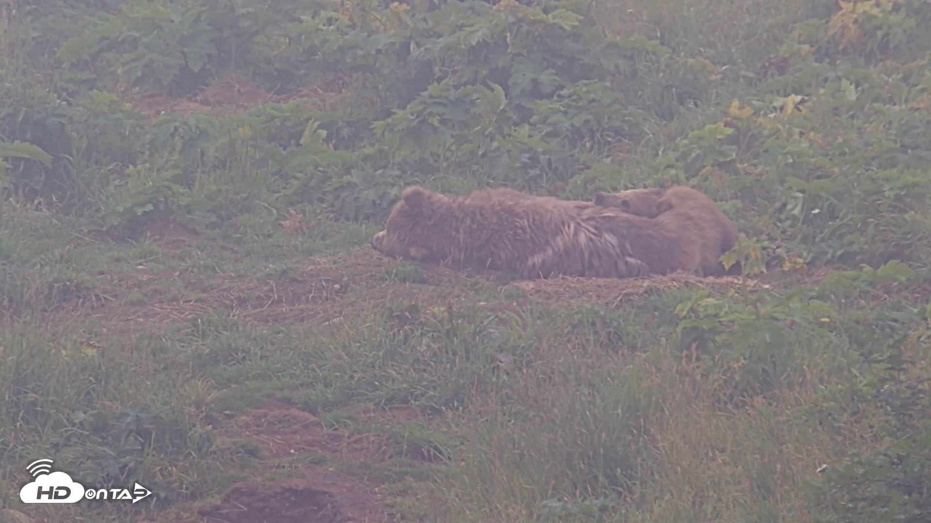 Snapshot of Kodiak Alaska Brown Bears Live Webcam taken Aug 9, 2026, 9:37am AKDT