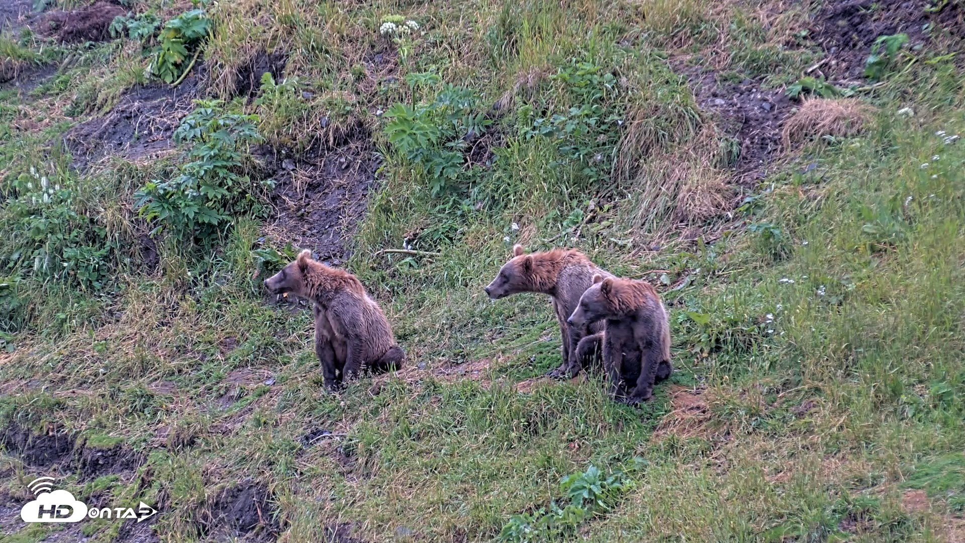 Snapshot of Kodiak Alaska Brown Bears Live Webcam taken Aug 5, 2026, 8:51pm AKDT