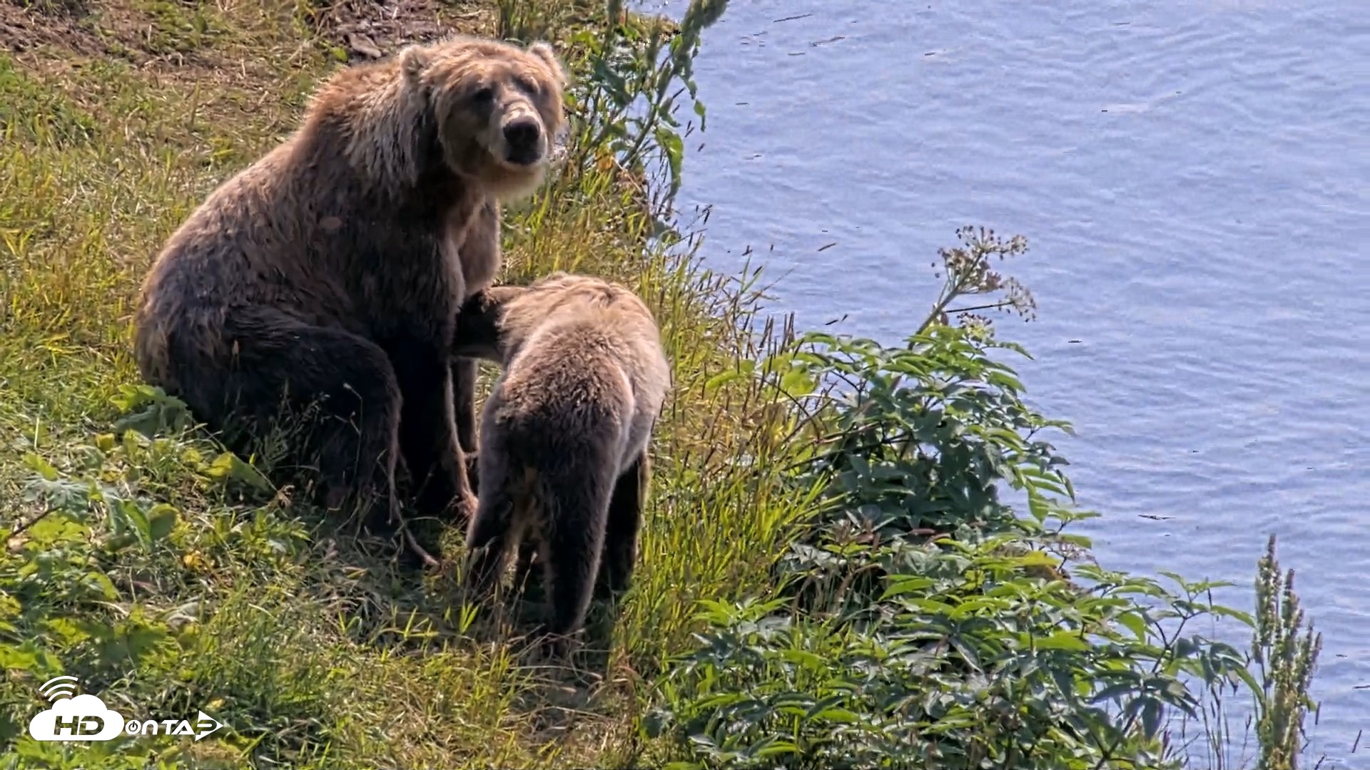 Snapshot of Kodiak Alaska Brown Bears Live Webcam taken Aug 8, 2026, 12:31pm AKDT