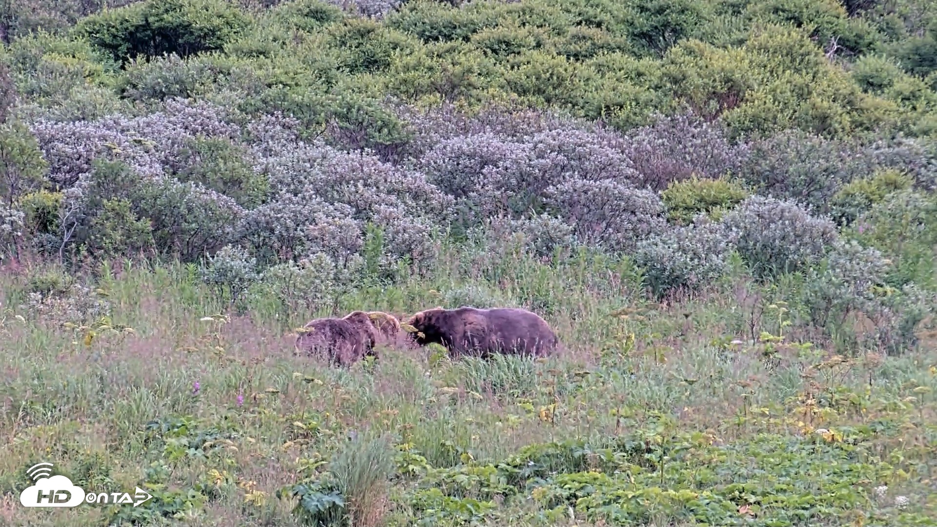 Snapshot of Kodiak Alaska Brown Bears Live Webcam taken Aug 10, 2026, 7:21pm AKDT