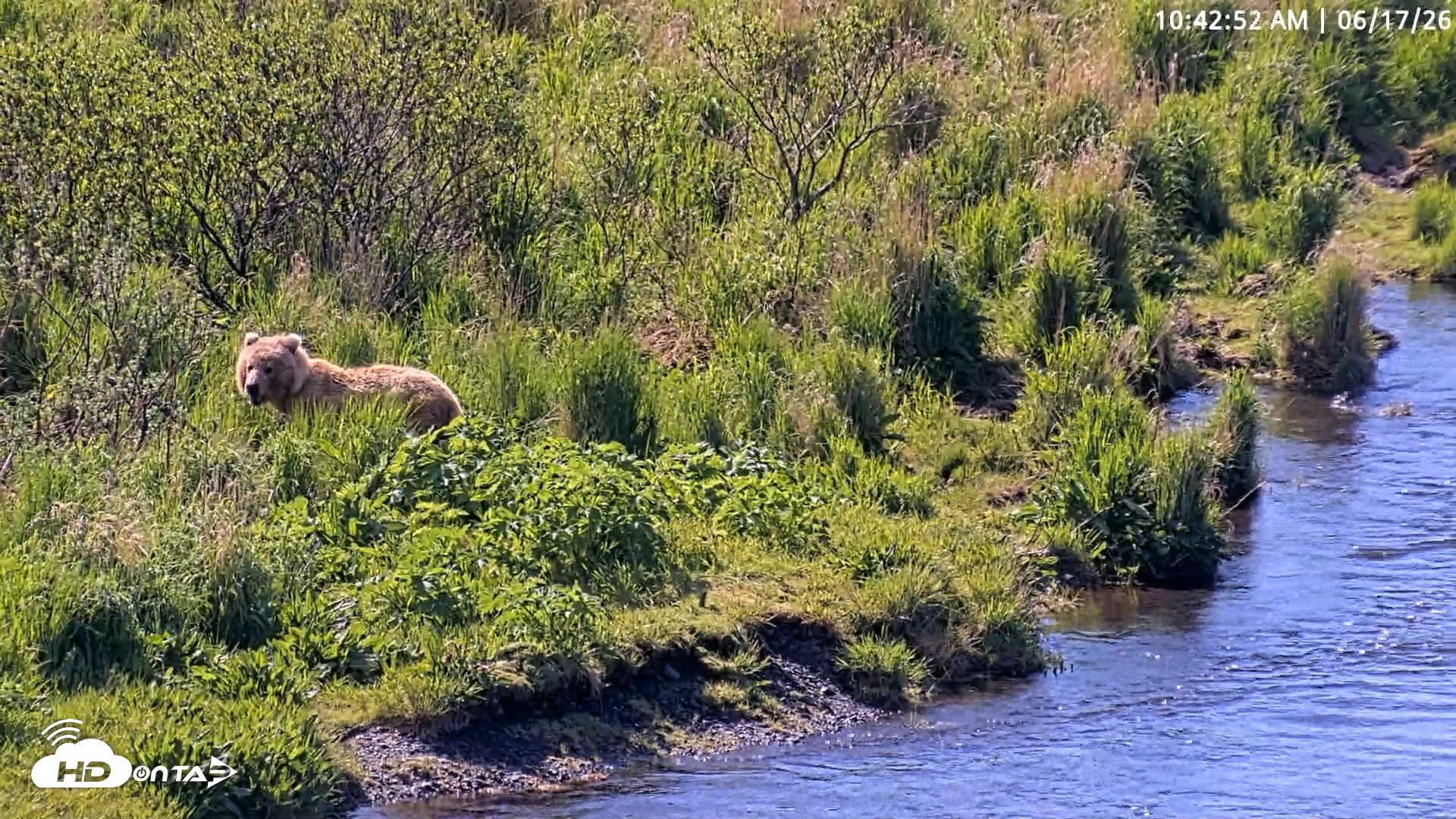 Snapshot of Kodiak Alaska Brown Bears Live Webcam taken Jun 17, 2026, 10:43am AKDT