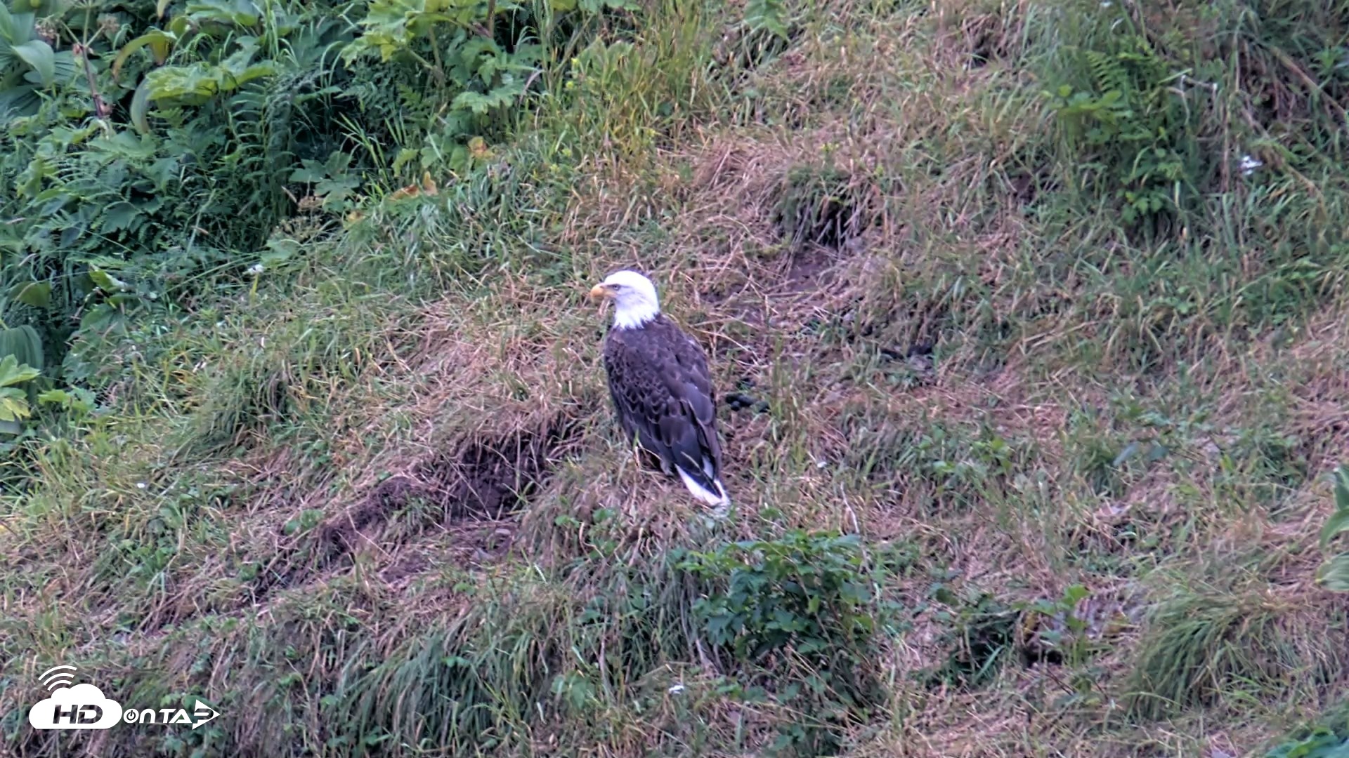 Snapshot of Kodiak Alaska Brown Bears Live Webcam taken Aug 4, 2026, 9:37pm AKDT