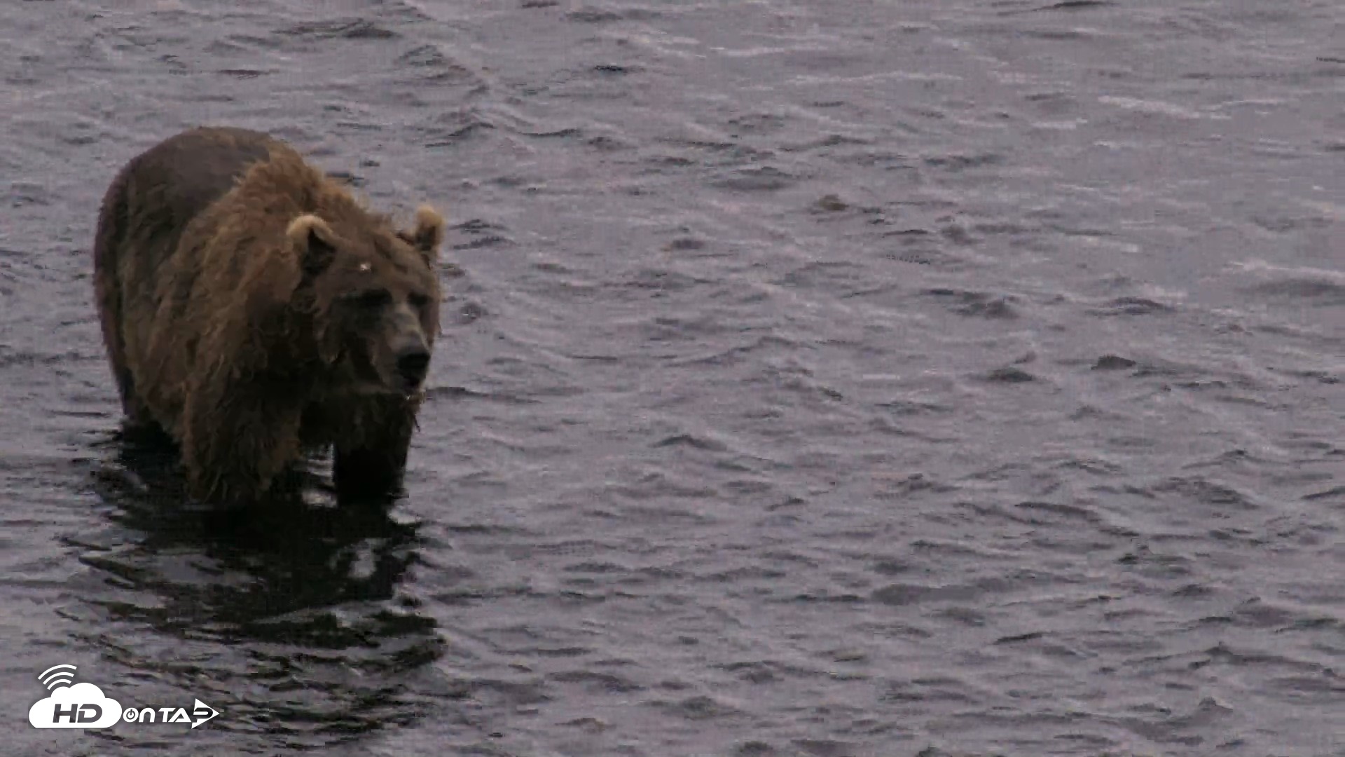 Snapshot of Kodiak Alaska Brown Bears Live Webcam taken Aug 11, 2026, 6:33am AKDT