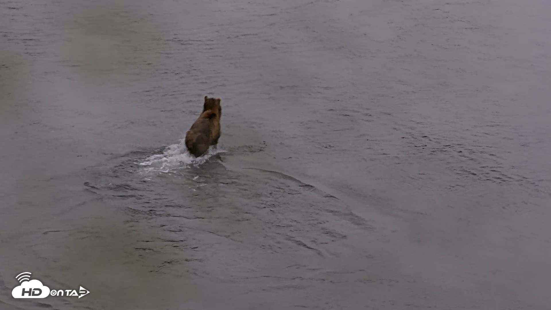 Snapshot of Kodiak Alaska Brown Bears Live Webcam taken Aug 4, 2026, 7:20am AKDT