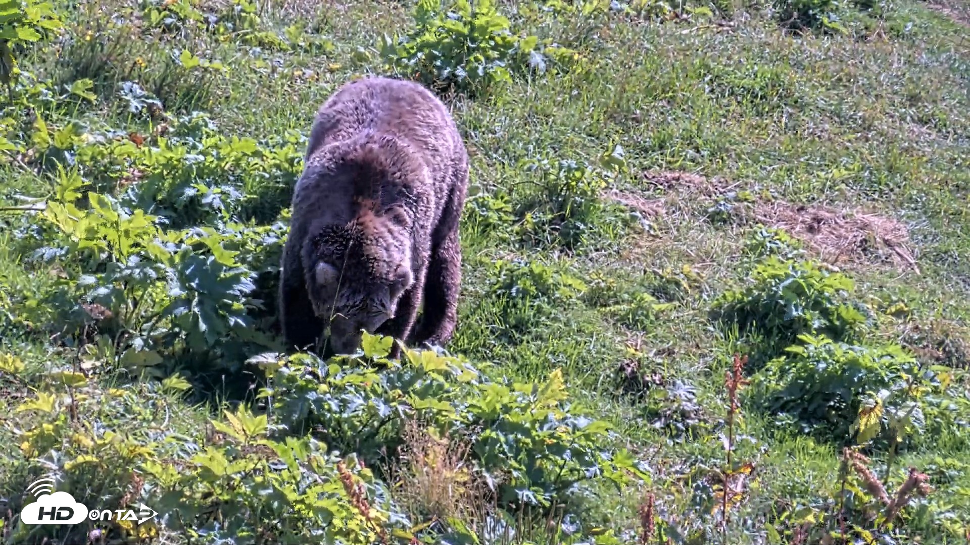 Snapshot of Kodiak Alaska Brown Bears Live Webcam taken Aug 23, 2026, 1:32pm AKDT