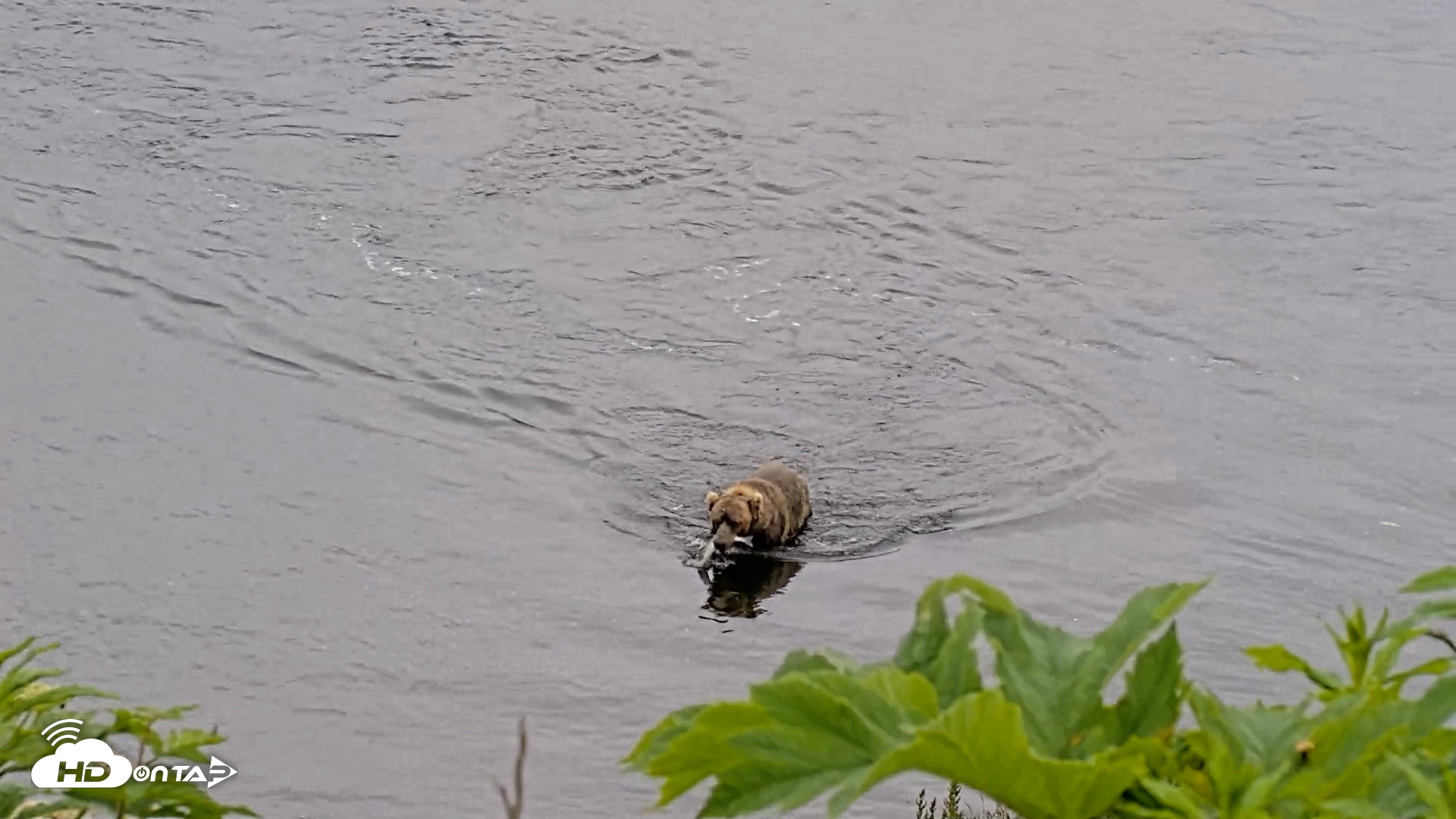Snapshot of Kodiak Alaska Brown Bears Live Webcam taken Jul 22, 2026, 4:35pm AKDT