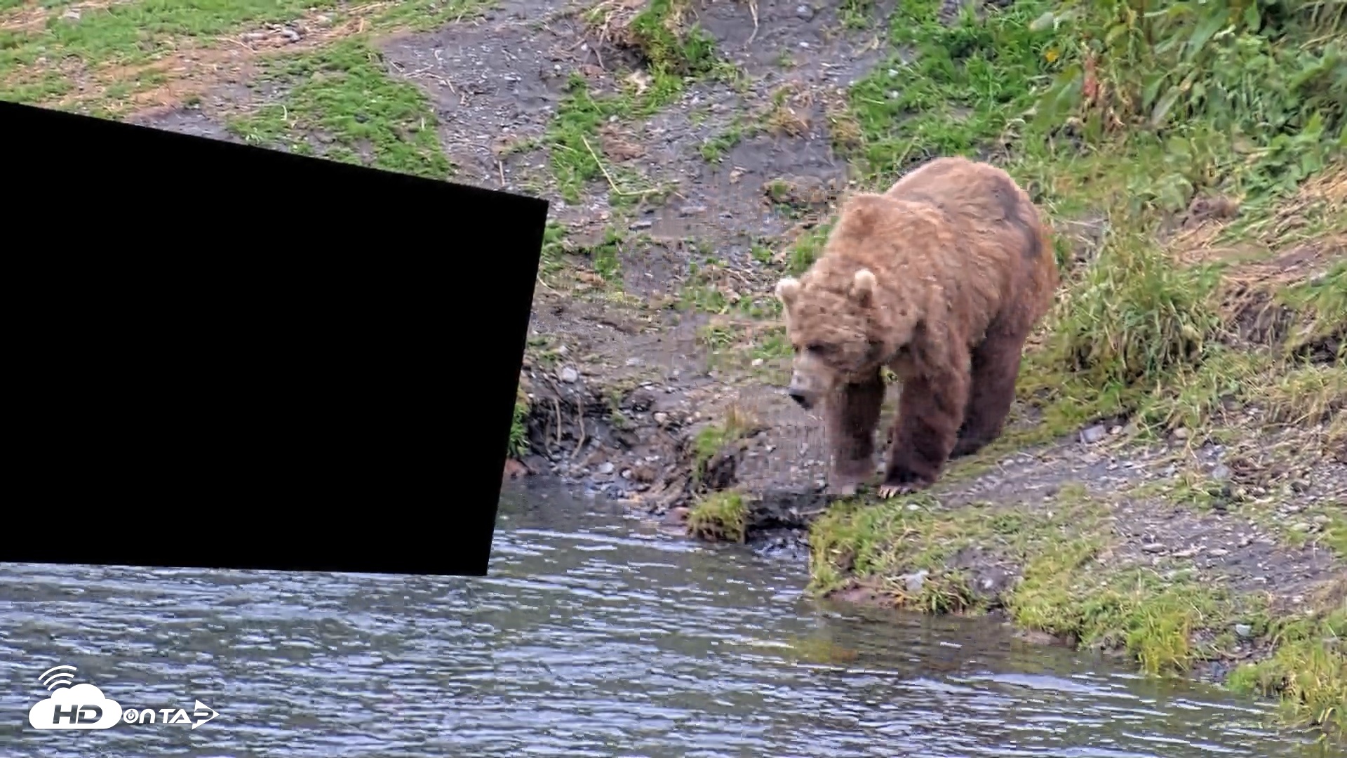 Snapshot of Kodiak Alaska Brown Bears Live Webcam taken Aug 4, 2026, 8:55pm AKDT