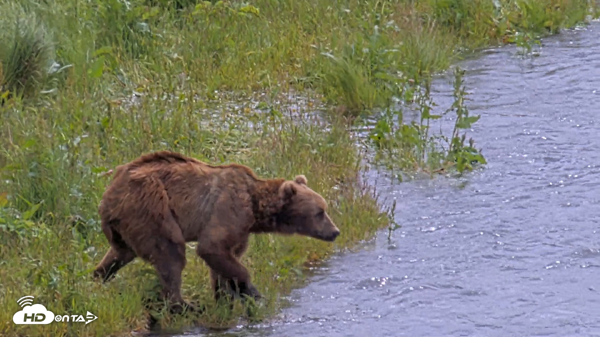 Snapshot of Kodiak Alaska Brown Bears Live Webcam taken Jul 23, 2026, 1:13pm AKDT
