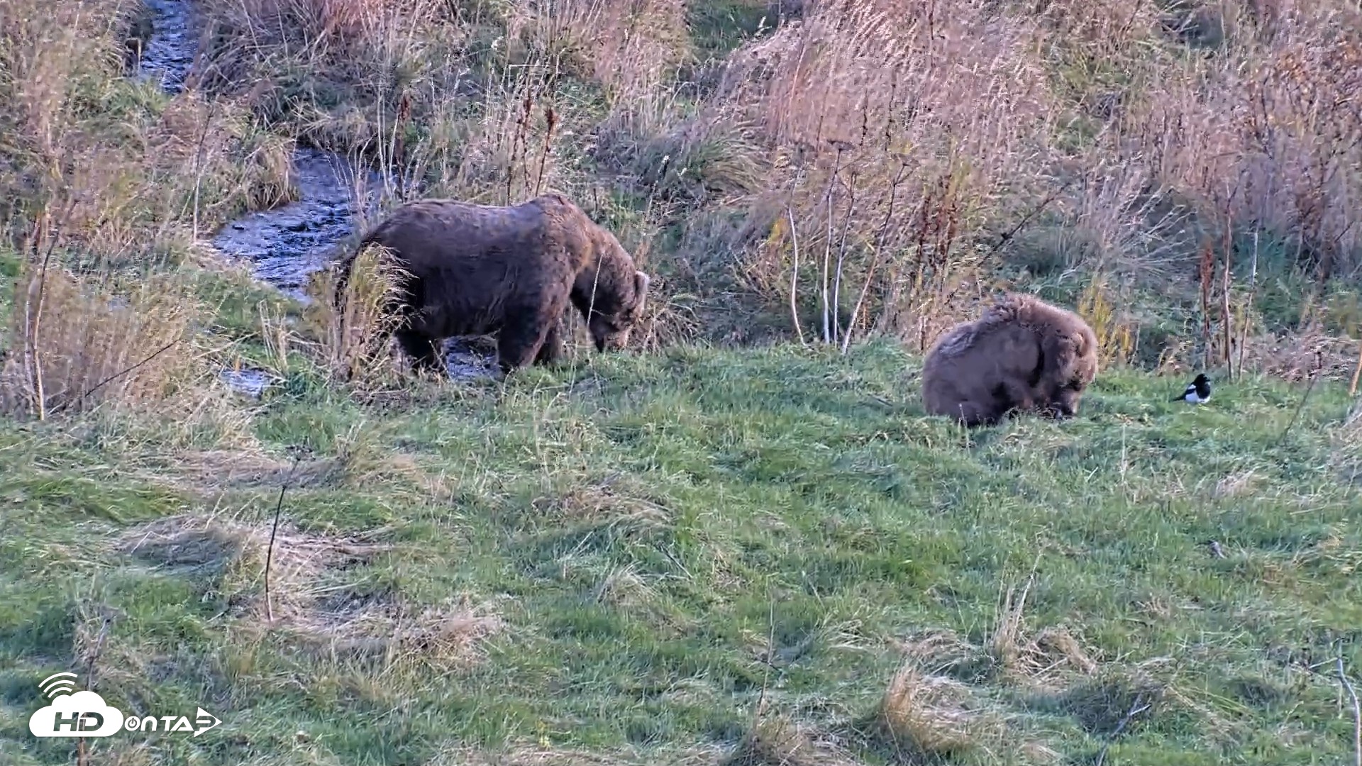 Snapshot of Kodiak Alaska Brown Bears Live Webcam taken Oct 21, 2026, 3:13pm AKDT