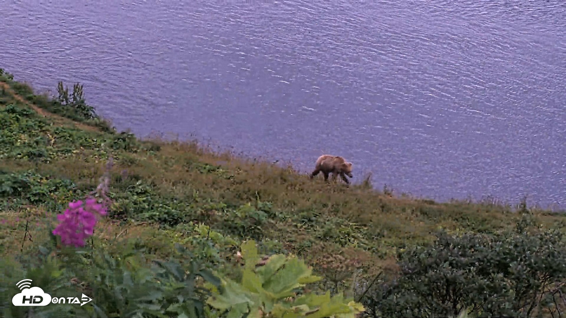 Snapshot of Kodiak Alaska Brown Bears Live Webcam taken Aug 14, 2026, 6:34am AKDT