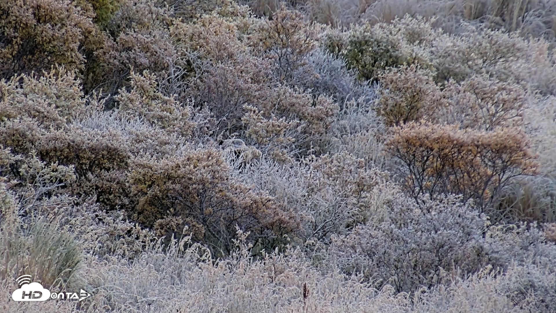 Snapshot of Kodiak Alaska Brown Bears Live Webcam taken Oct 2, 2026, 9:13am AKDT