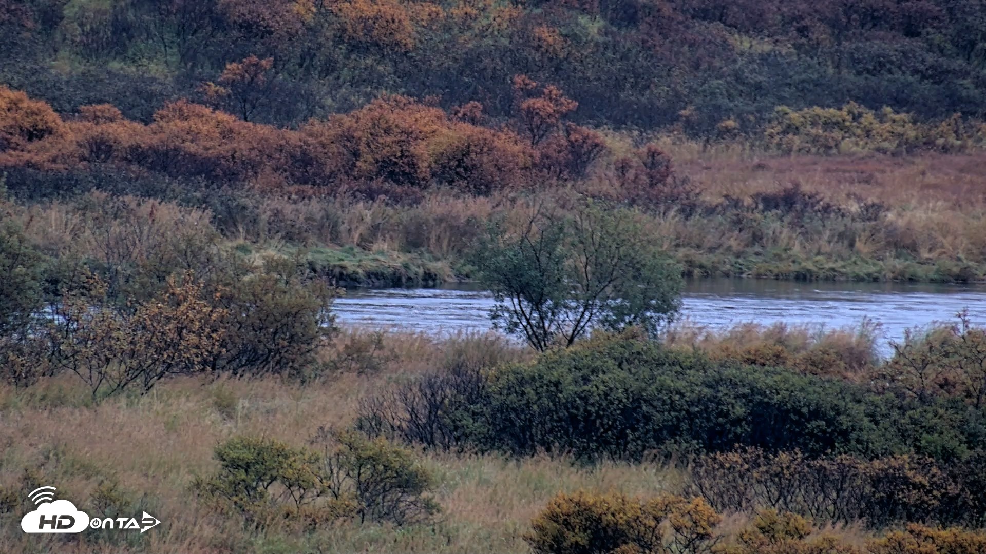 Snapshot of Kodiak Alaska Brown Bears Live Webcam taken Oct 4, 2026, 8:40am AKDT