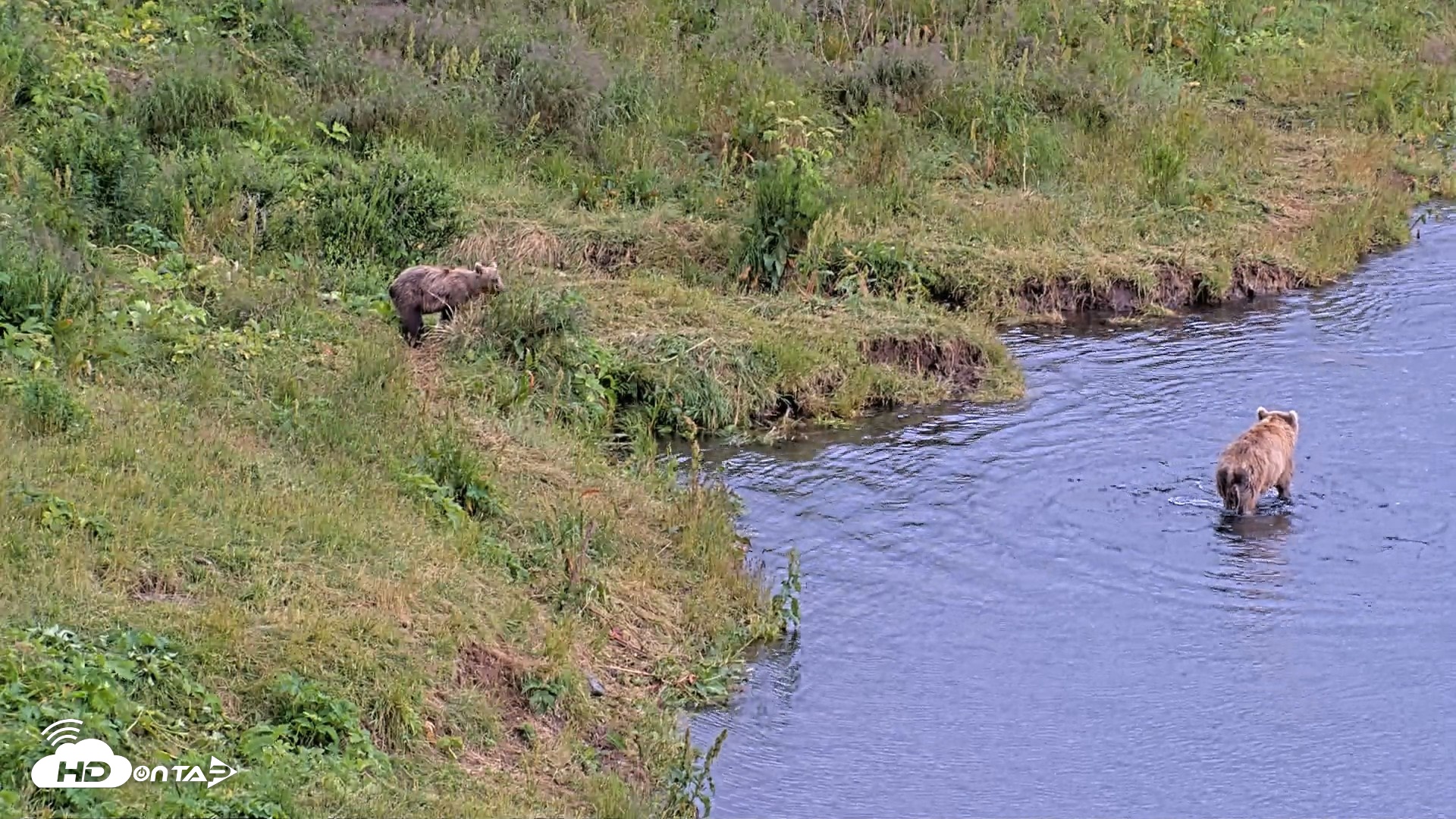 Snapshot of Kodiak Alaska Brown Bears Live Webcam taken Aug 5, 2026, 5:08pm AKDT