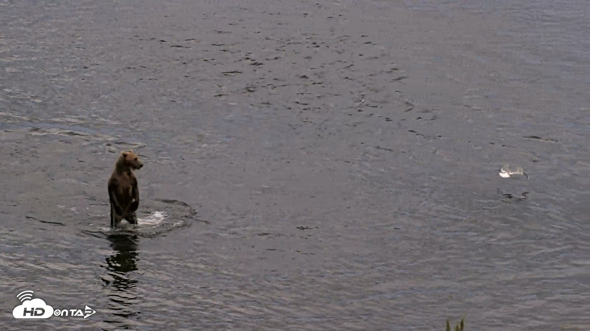 Snapshot of Kodiak Alaska Brown Bears Live Webcam taken Aug 20, 2026, 8:22pm AKDT