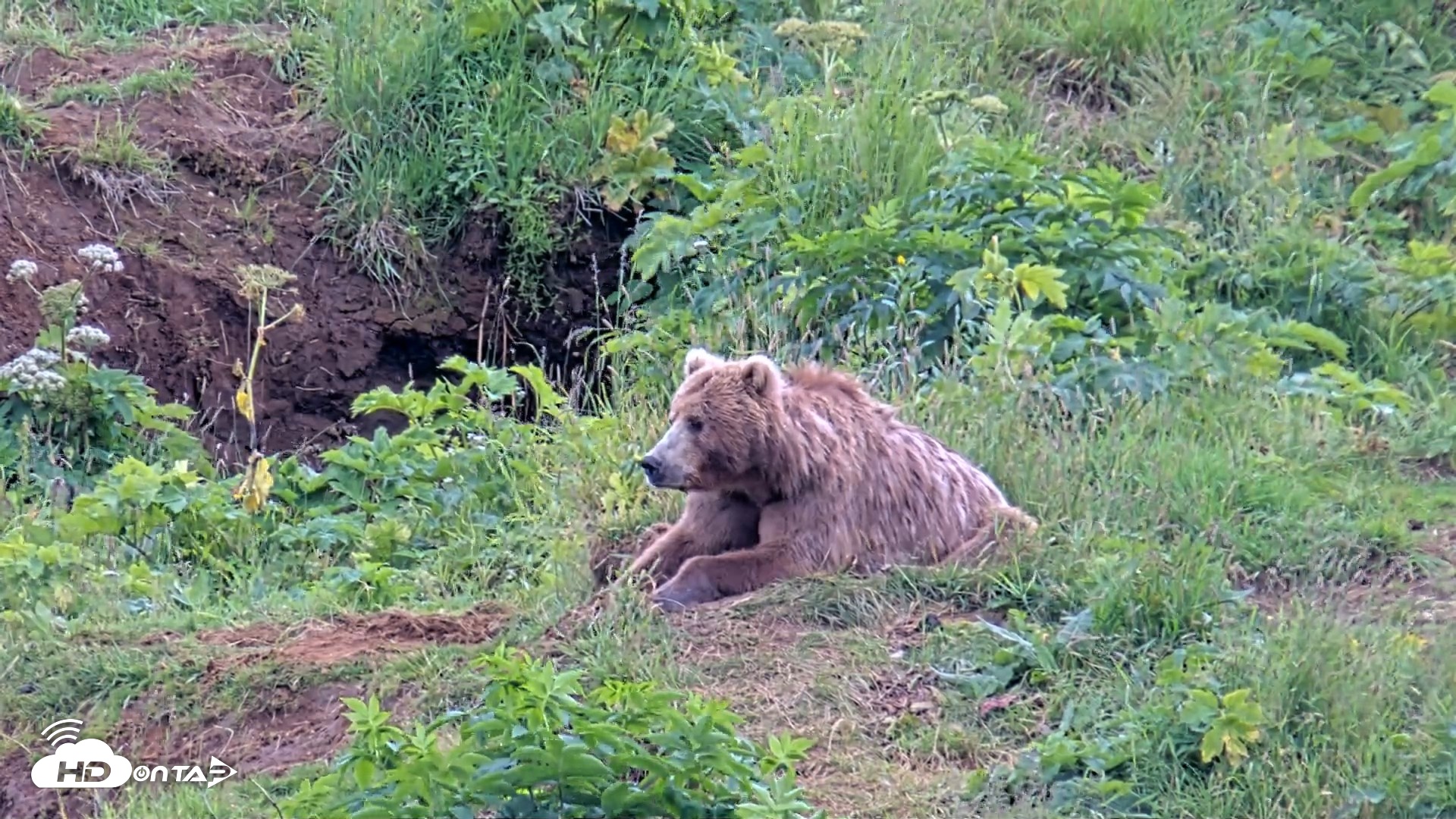 Snapshot of Kodiak Alaska Brown Bears Live Webcam taken Aug 6, 2026, 5:59pm AKDT