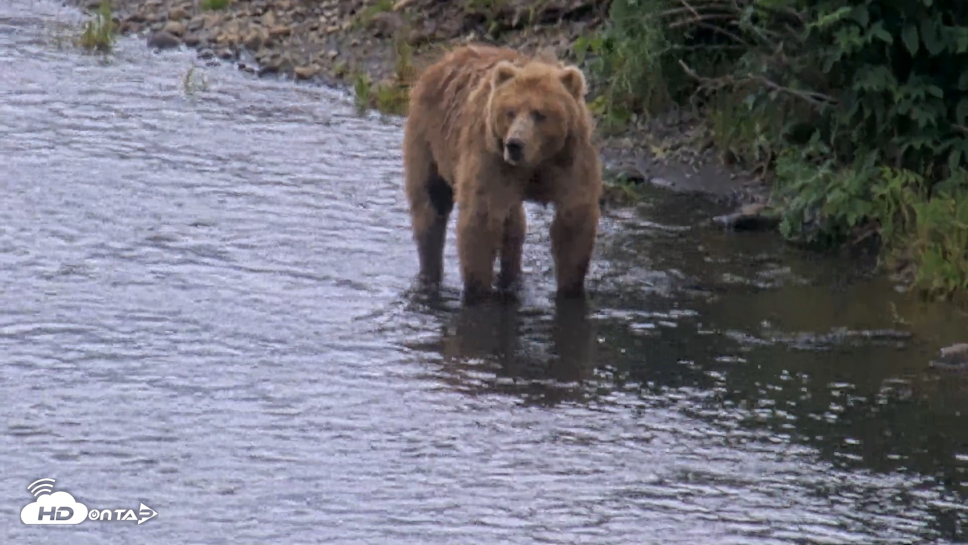Snapshot of Kodiak Alaska Brown Bears Live Webcam taken Aug 14, 2026, 4:09pm AKDT
