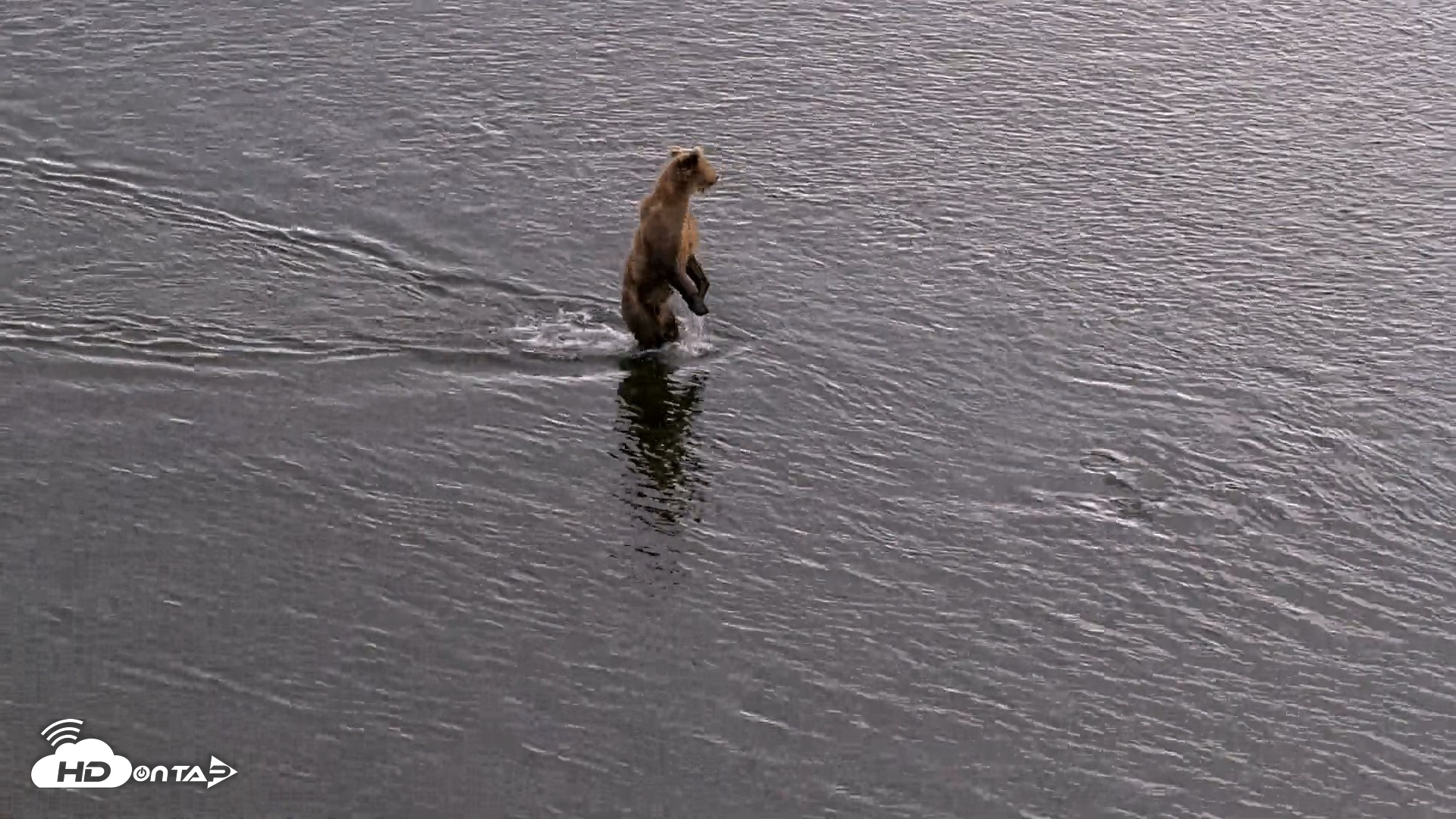 Snapshot of Kodiak Alaska Brown Bears Live Webcam taken Aug 20, 2026, 6:21pm AKDT