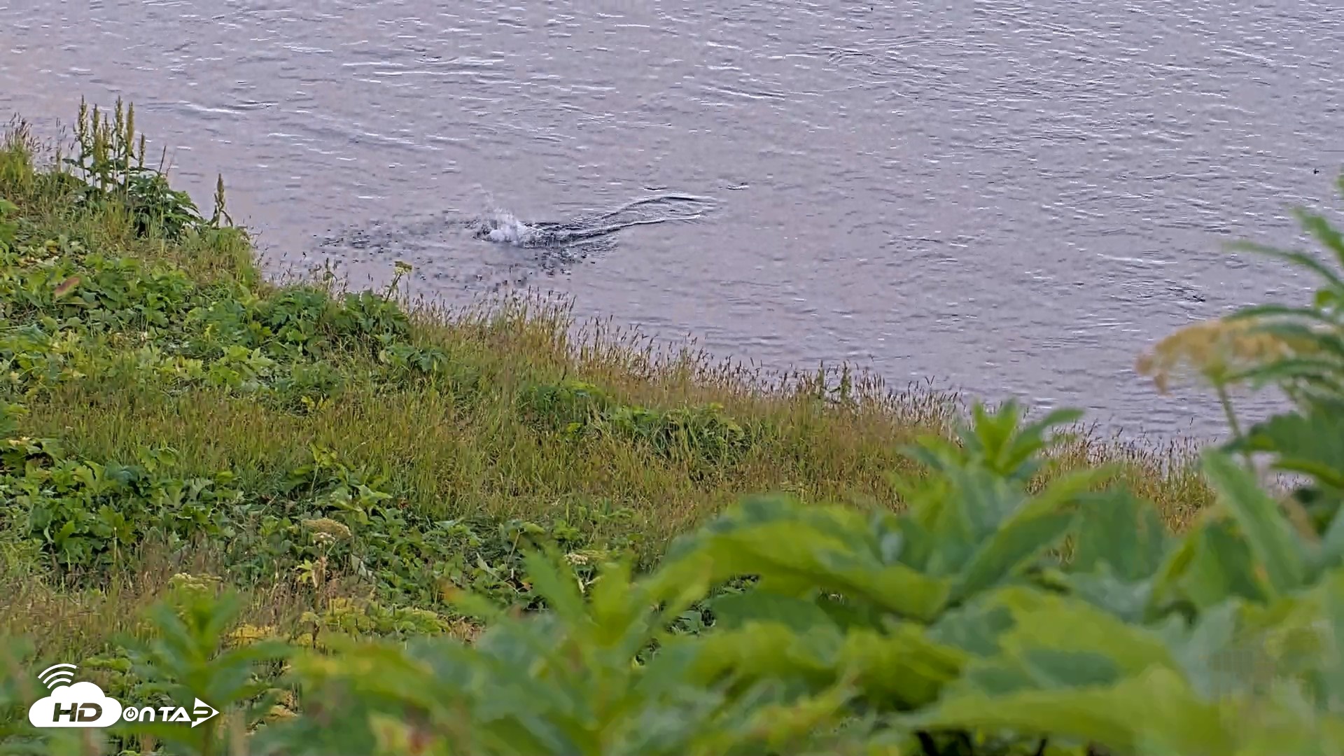 Snapshot of Kodiak Alaska Brown Bears Live Webcam taken Jul 29, 2026, 10:15pm AKDT