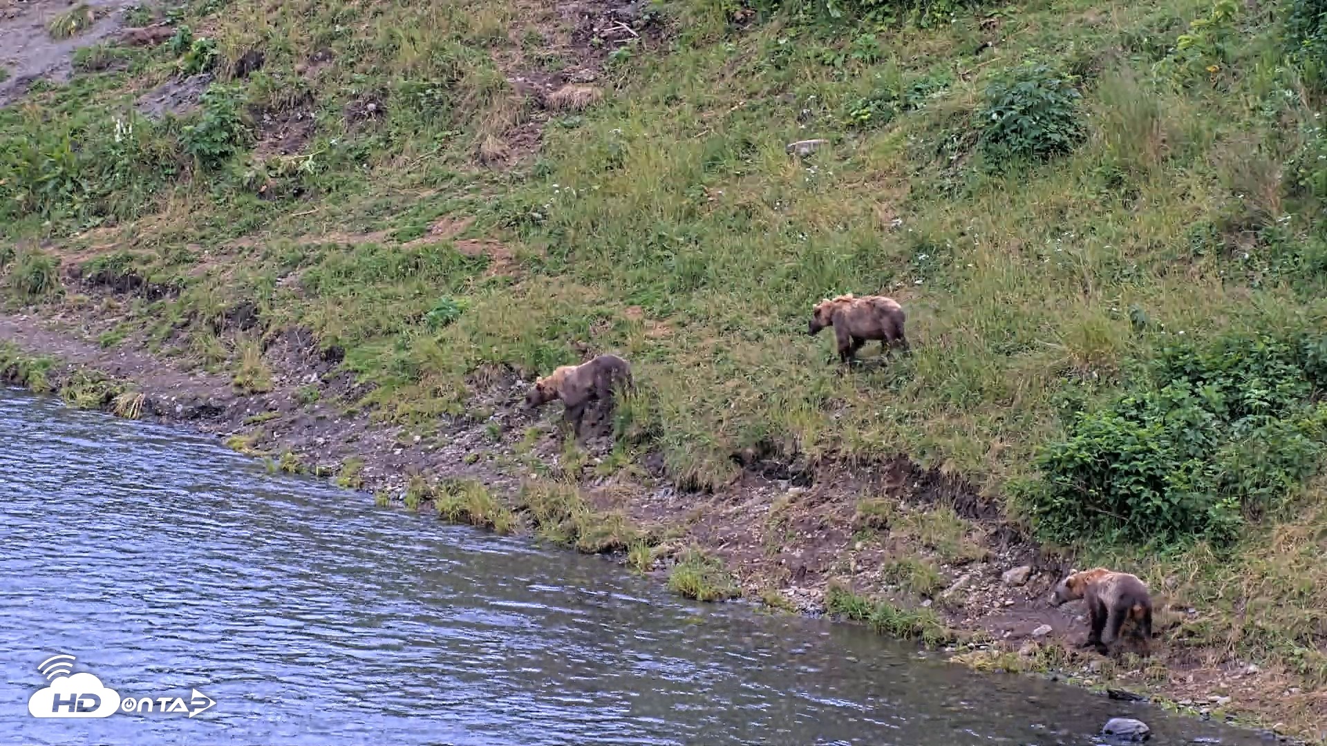 Snapshot of Kodiak Alaska Brown Bears Live Webcam taken Aug 10, 2026, 8:20pm AKDT