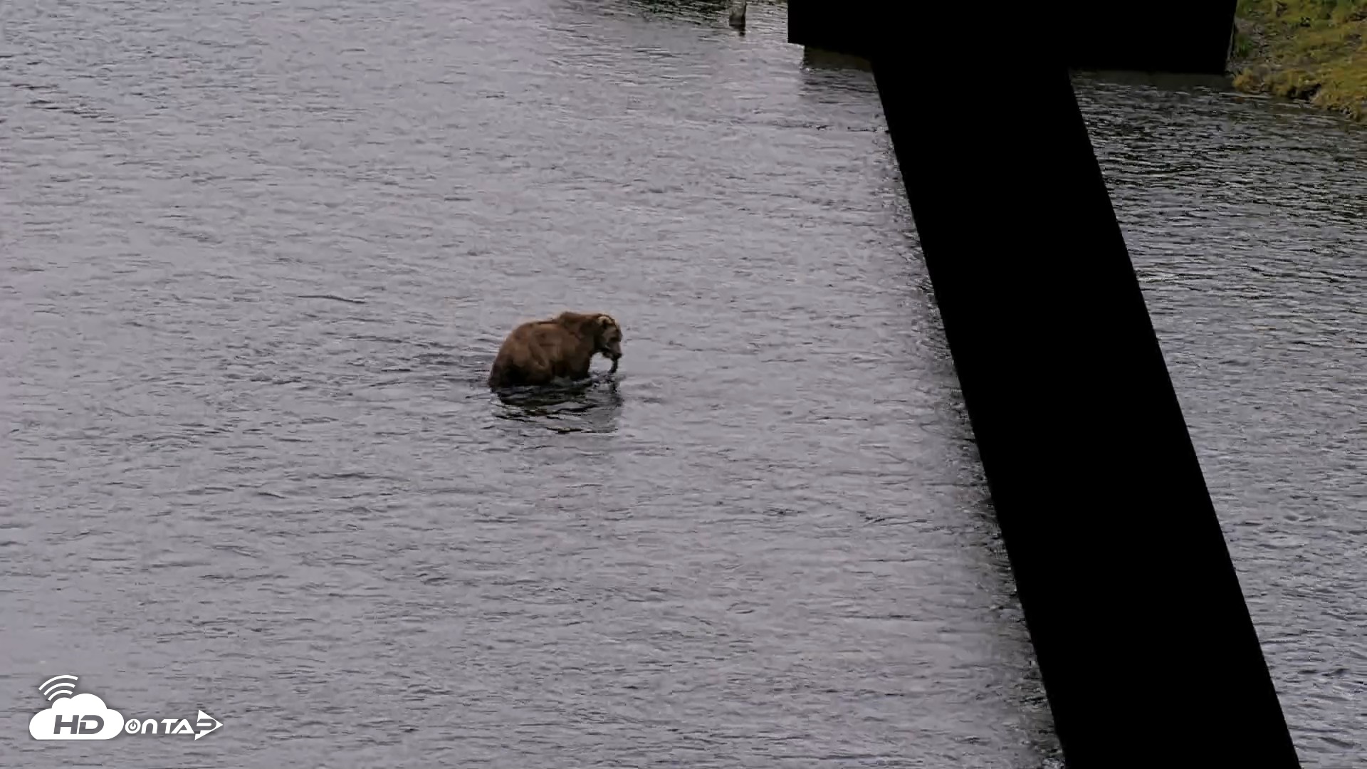 Snapshot of Kodiak Alaska Brown Bears Live Webcam taken Jul 19, 2026, 8:06pm AKDT