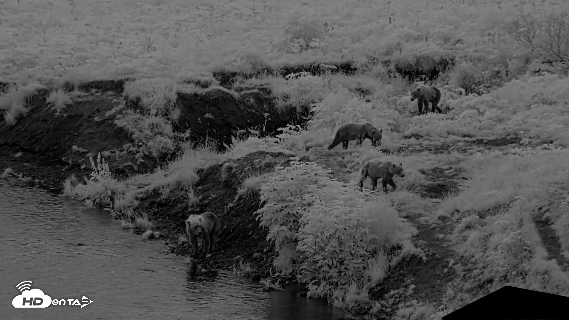 Snapshot of Kodiak Alaska Brown Bears Live Webcam taken Aug 12, 2026, 6:20am AKDT