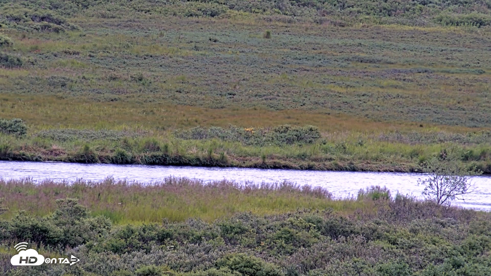 Snapshot of Kodiak Alaska Brown Bears Live Webcam taken Aug 14, 2026, 8:17am AKDT