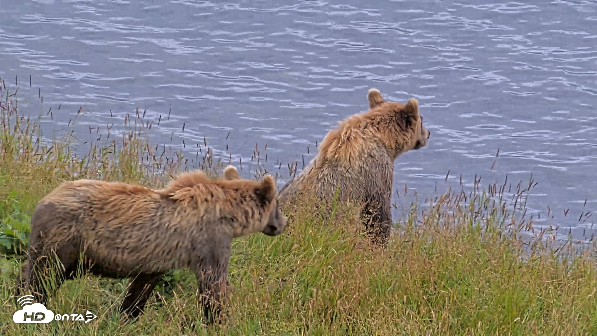 Snapshot of Kodiak Alaska Brown Bears Live Webcam taken Aug 7, 2026, 5:28pm AKDT