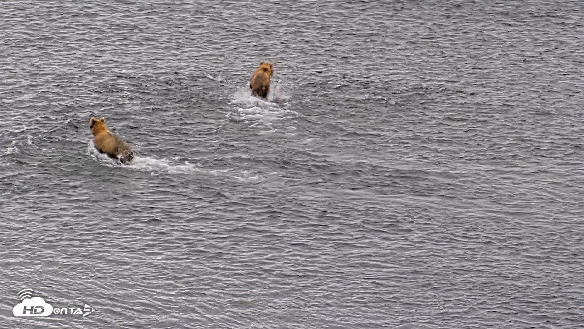 Snapshot of Kodiak Alaska Brown Bears Live Webcam taken Aug 6, 2026, 10:57am AKDT